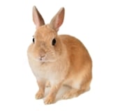 うさぎ用フード・用品